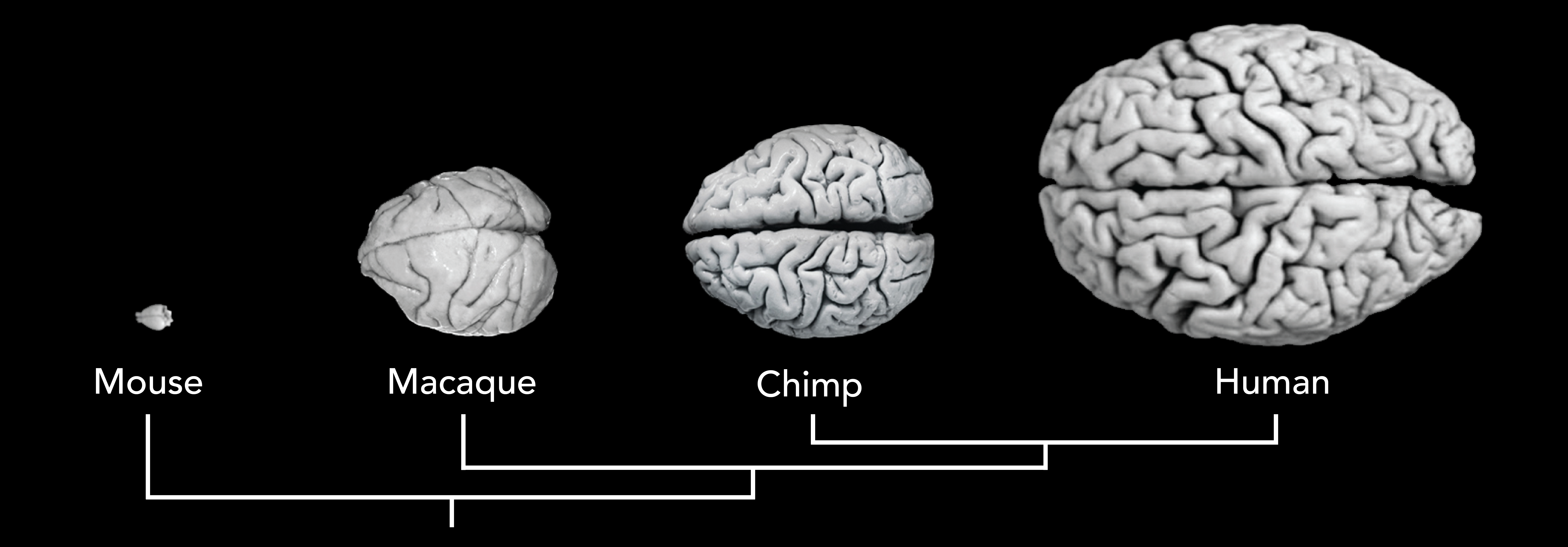 Adapted from DeFelipe, *Front Neuroanat* 2011