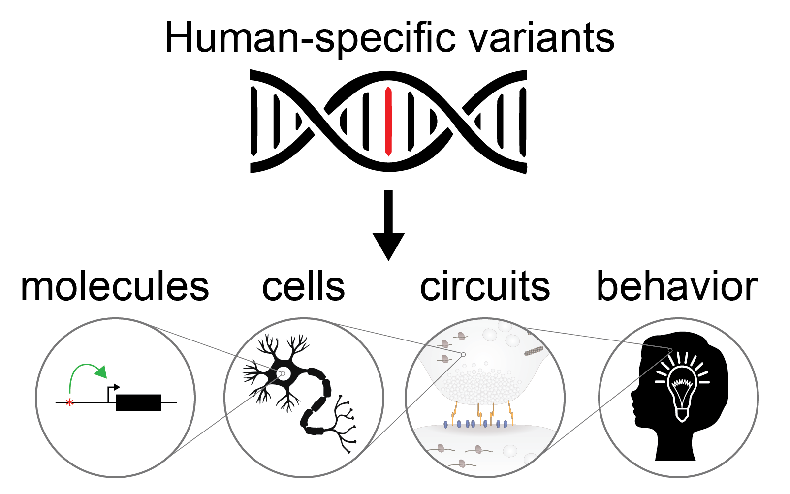 What genetic variants contribute to human-specific traits?