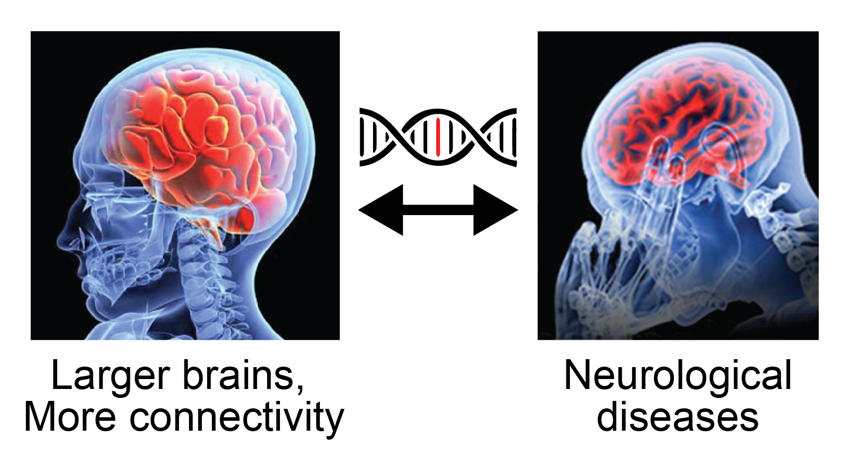 How does human evolution affect human disease?